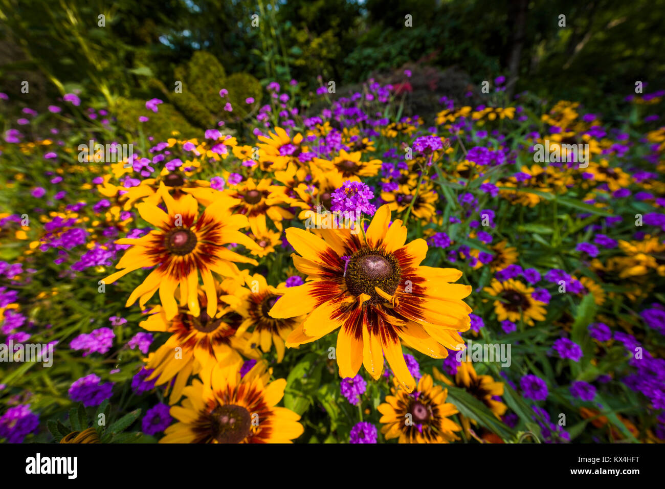 Purple and yellow flowers hi-res stock photography and images - Alamy