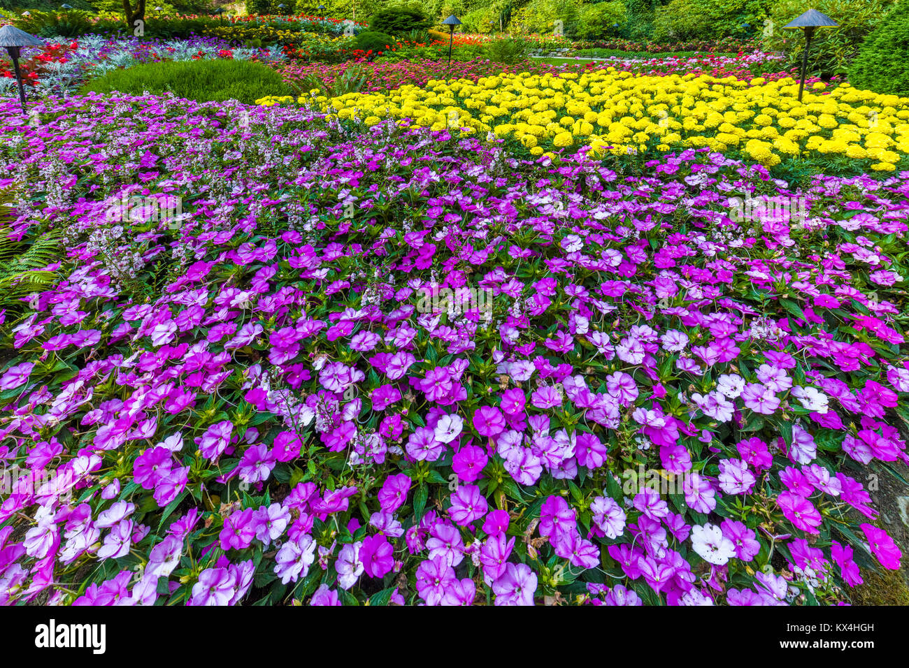 Butchart Gardens in Victoria, British Columbia, Canada taken August 2017 Colorful purple and yellow flowers in flower bed in garden Stock Photo