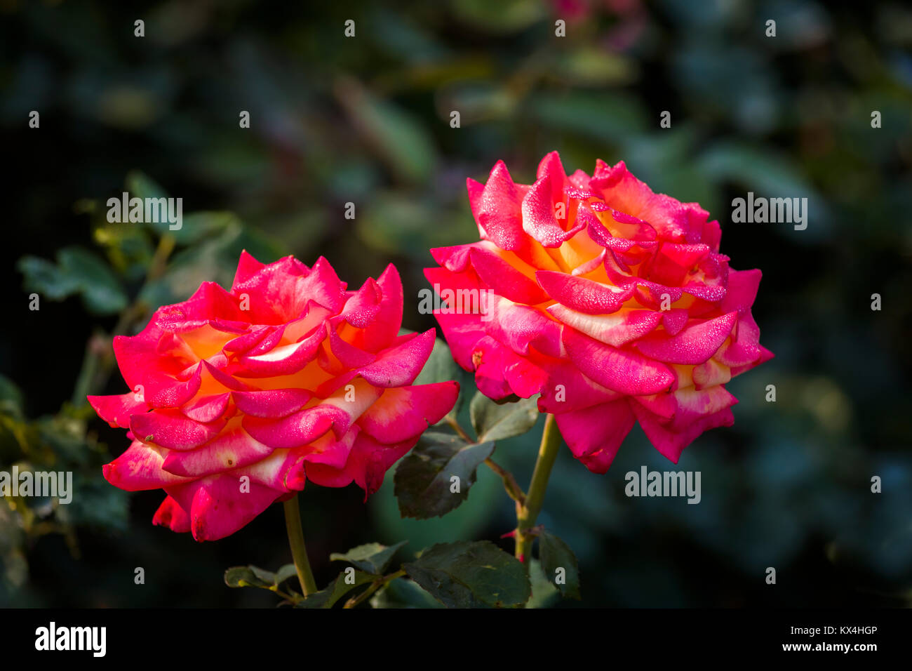 Butchart Gardens in Victoria, British Columbia, Canada taken August 2017 Closeup of colorful multicolored red and yellow flowers in flower bed in gard Stock Photo