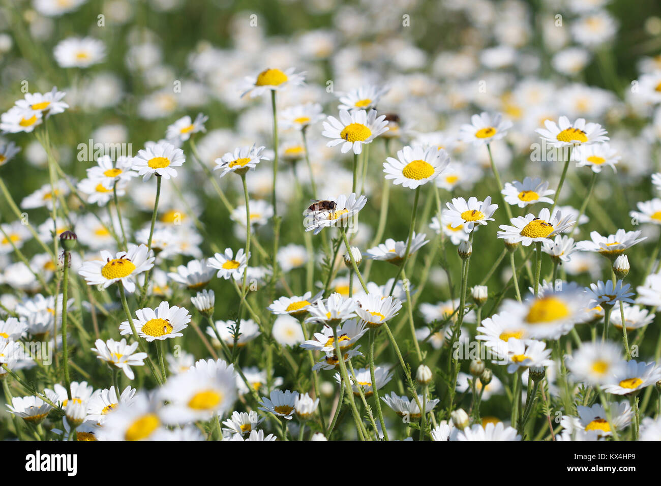 Bee on chamomile flower spring season Stock Photo Alamy