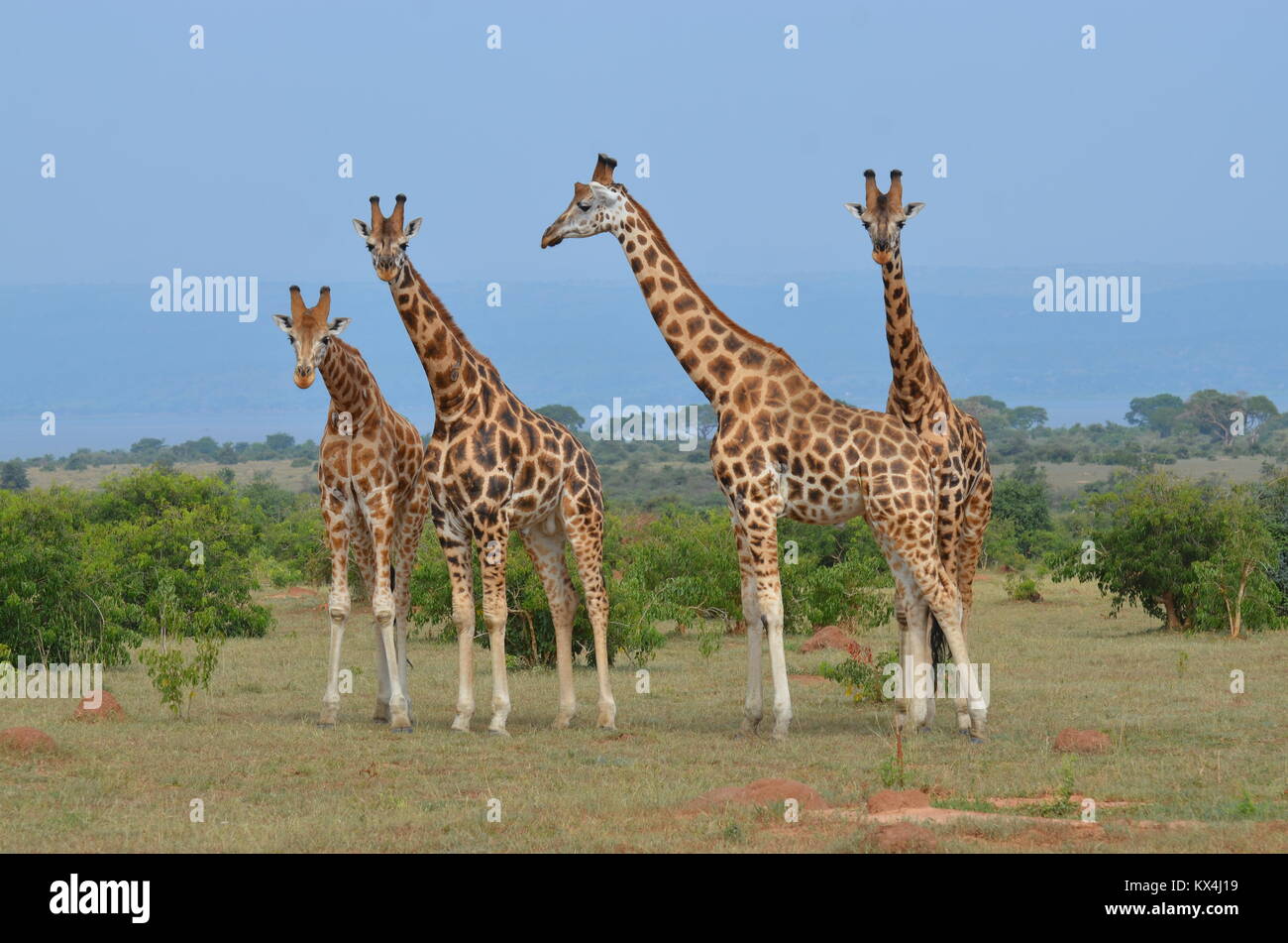 Group of four giraffes Stock Photo Alamy