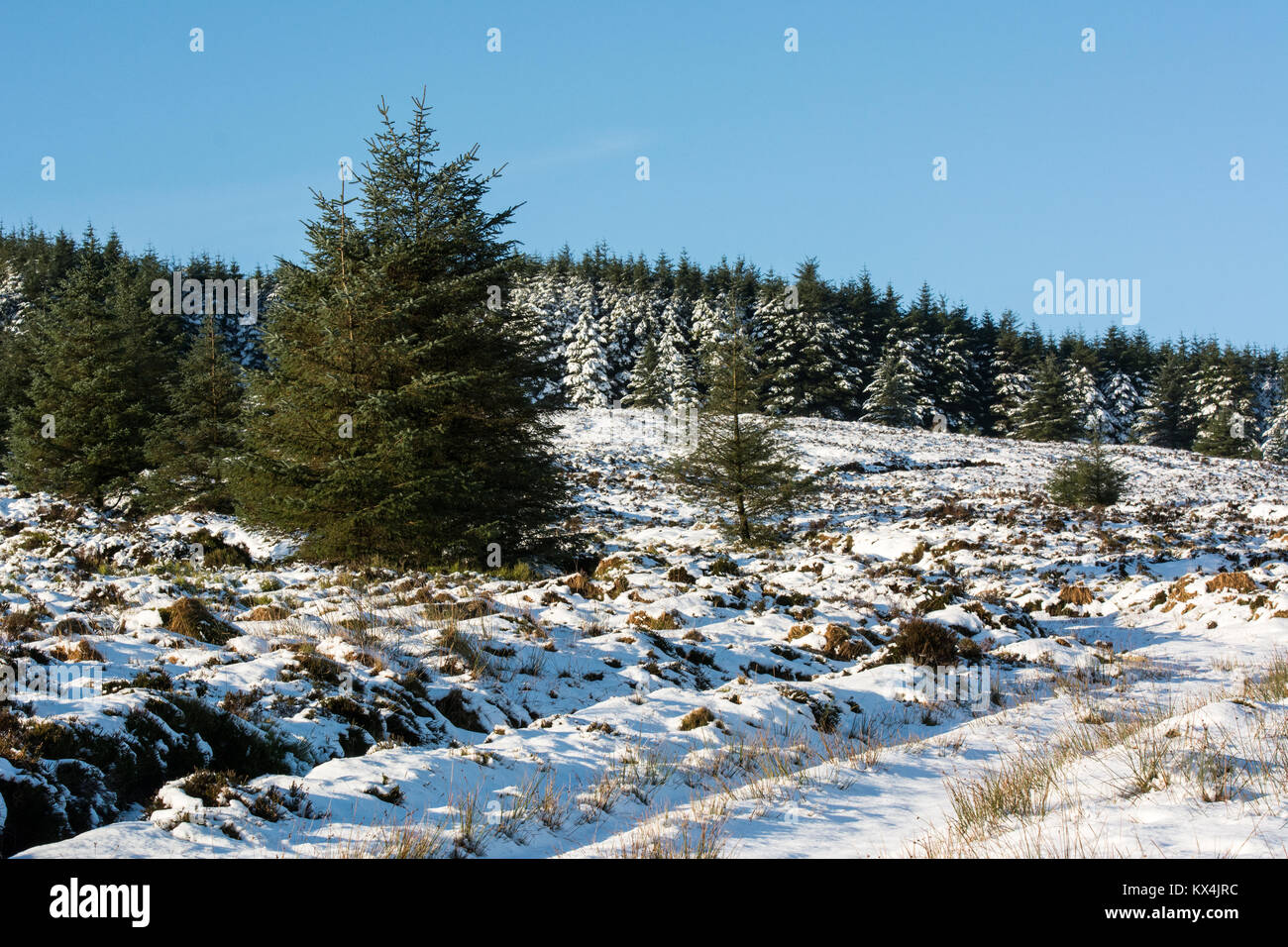Snow and Pines Trees in Wicklow uplands in Ireland Stock Photo