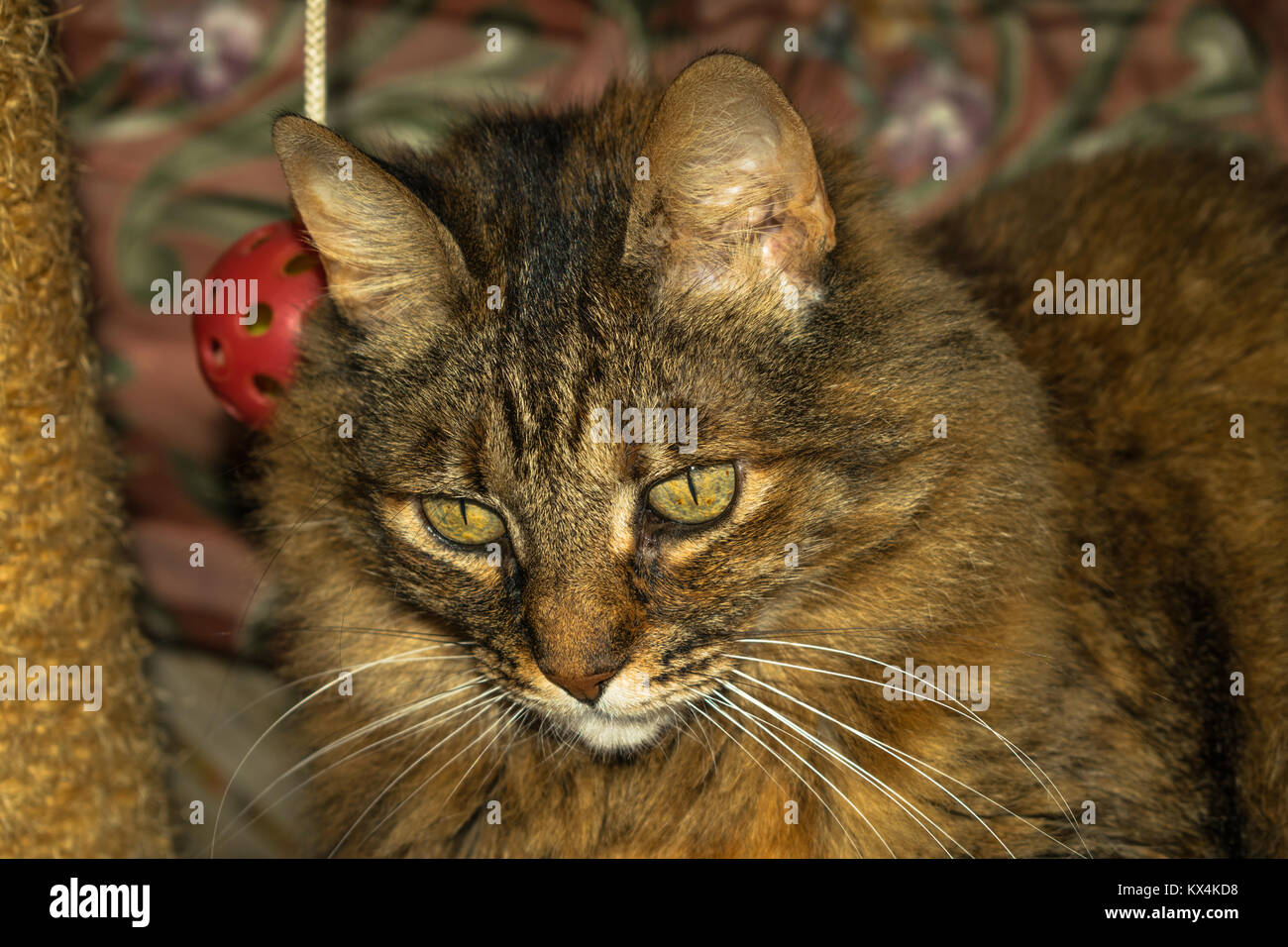 long hair gray tabby cat looking very calm Stock Photo Alamy