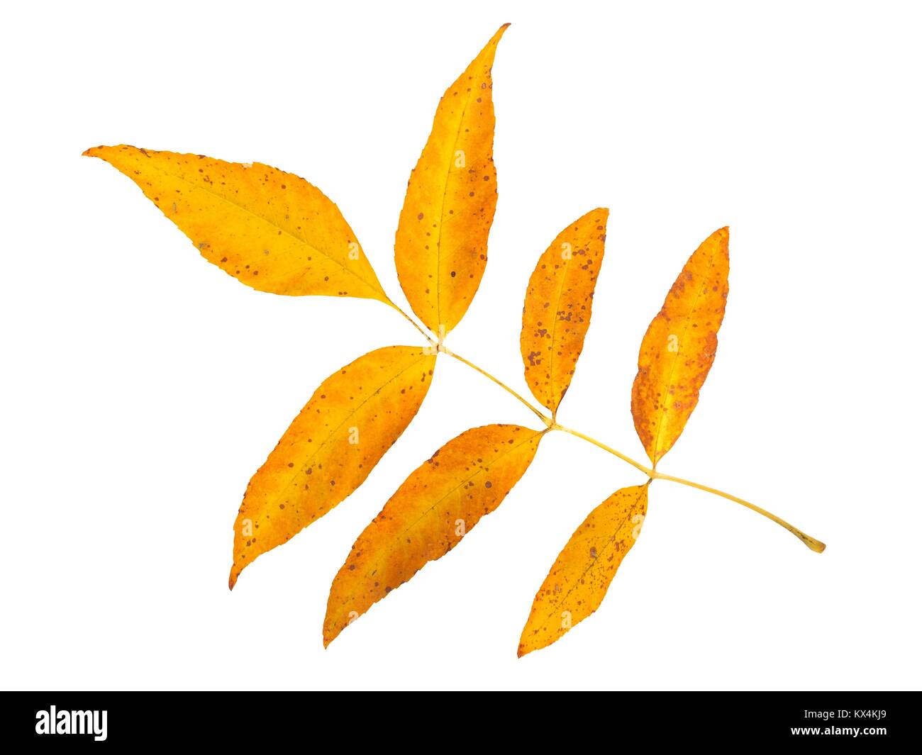 Autumn leaf isolated on white background Stock Photo - Alamy