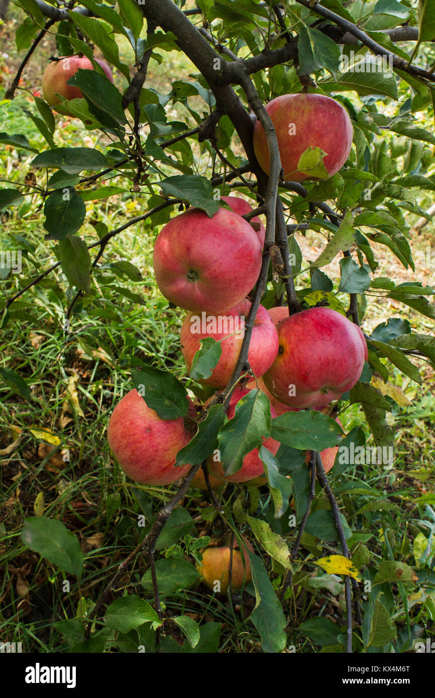 apple tree branch with apples and leaves disease scab Stock Photo