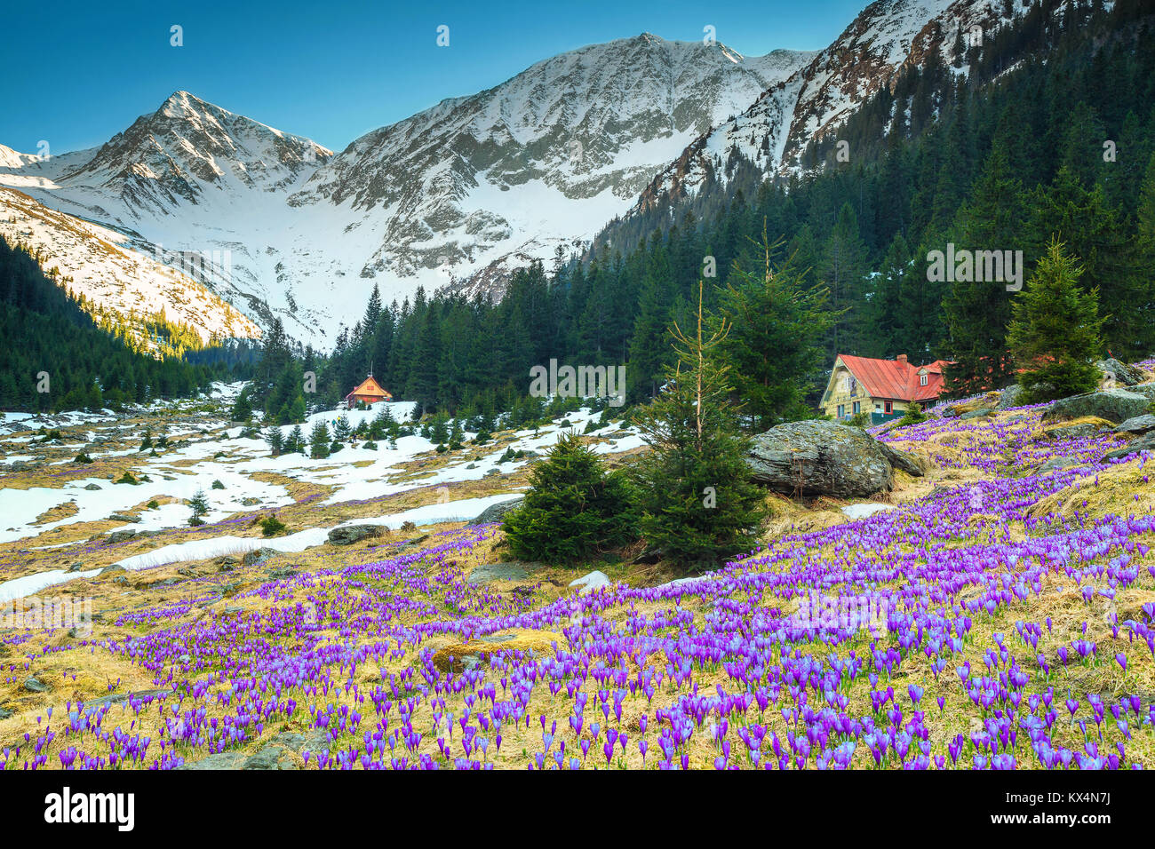 Breathtaking colorful fresh purple crocus flowers and magical spring landscape in the Sambata valley, Fagaras mountains, Carpathians, Transylvania, Ro Stock Photo