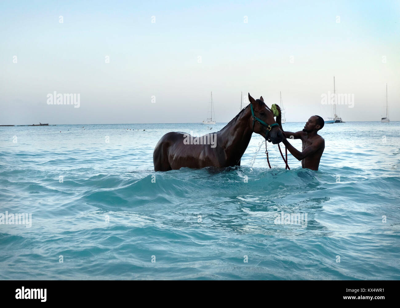 Bridgetown, Barbados. 07th Jan, 2018. A stable hand bathes a race horse at dawn after the first day of the new horse racing season in Barbados yesterday (Saturday 6th) at Browns Beach near Bridgetown, Barbados.  Horse Racing is an important part of Barbados' heritage and dates back to 1845 when the tiny island was part of the British Empire. Kiran Ridley Credit: Michael Olivers/Alamy Live News Stock Photo