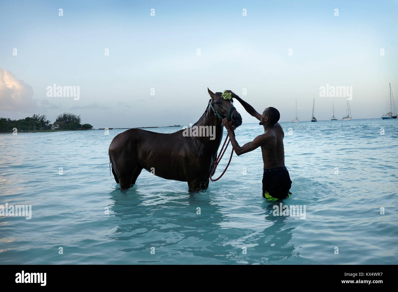 Bridgetown, Barbados. 07th Jan, 2018. A stable hand bathes a race horse at dawn after the first day of the new horse racing season in Barbados yesterday (Saturday 6th) at Browns Beach near Bridgetown, Barbados.   Horse Racing is an important part of Barbados' heritage and dates back to 1845 when the tiny island was part of the British Empire. Kiran Ridley Credit: Michael Olivers/Alamy Live News Stock Photo