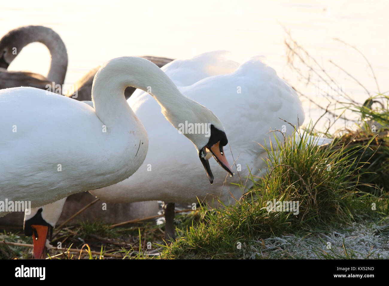 Lough Neagh, Northern Ireland. 07 January 2018. UK weather - whilst brighter after a severe overnight frost temperatures struggled to rise much above zero despite a sunny day. In many places the ground was white with frost all day. A mute swan gulps down some bread in the cold conditions at Lough Neagh. Credit: David Hunter/Alamy Live News. Stock Photo