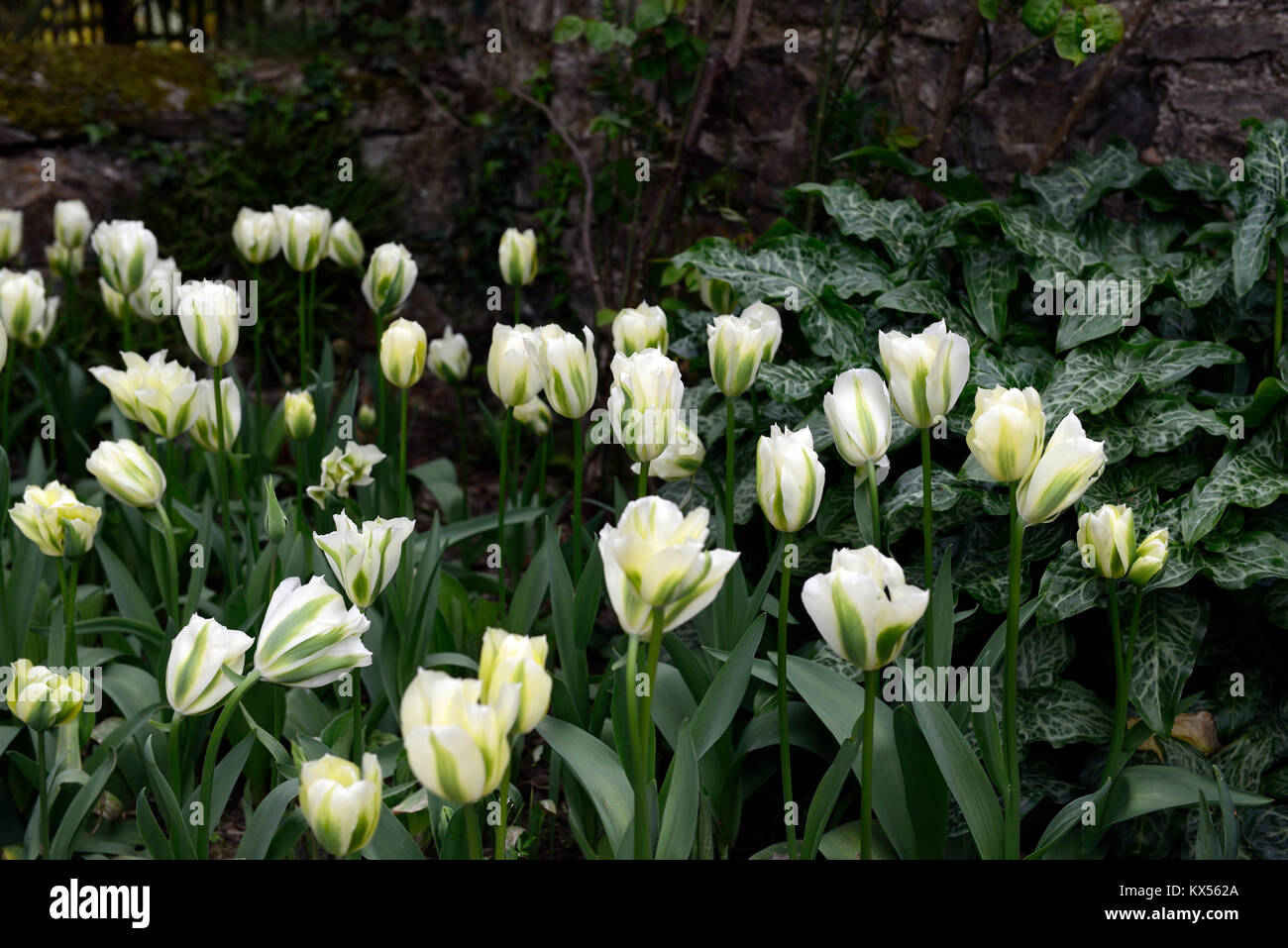 tulipa deirdre,tulip,tulips,green and white,flower,flowers,flowering,arum italicum subsp italicum marmoratum,syn,arum italicum pictum,Green,White,Plan Stock Photo