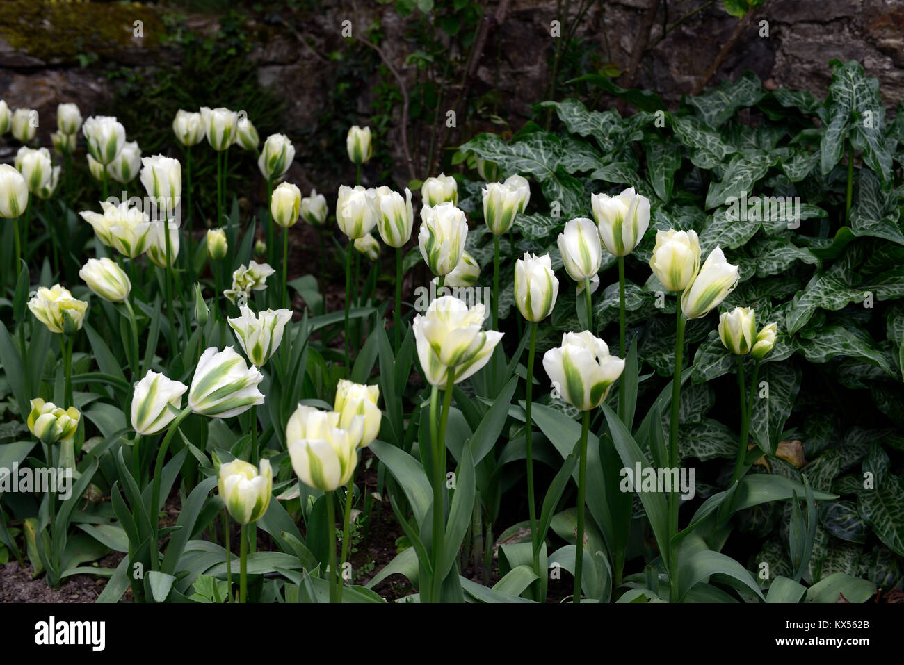 tulipa deirdre,tulip,tulips,green and white,flower,flowers,flowering,arum italicum subsp italicum marmoratum,syn,arum italicum pictum,Green,White,Plan Stock Photo