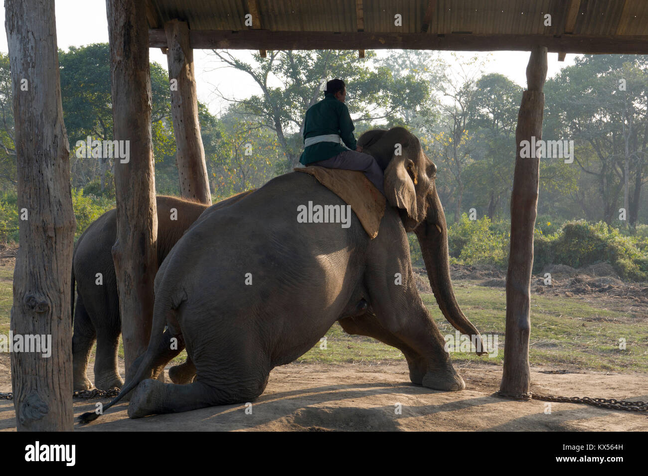Mahout rides young elephant at breeding centre in Sauraha, Nepal Stock Photo