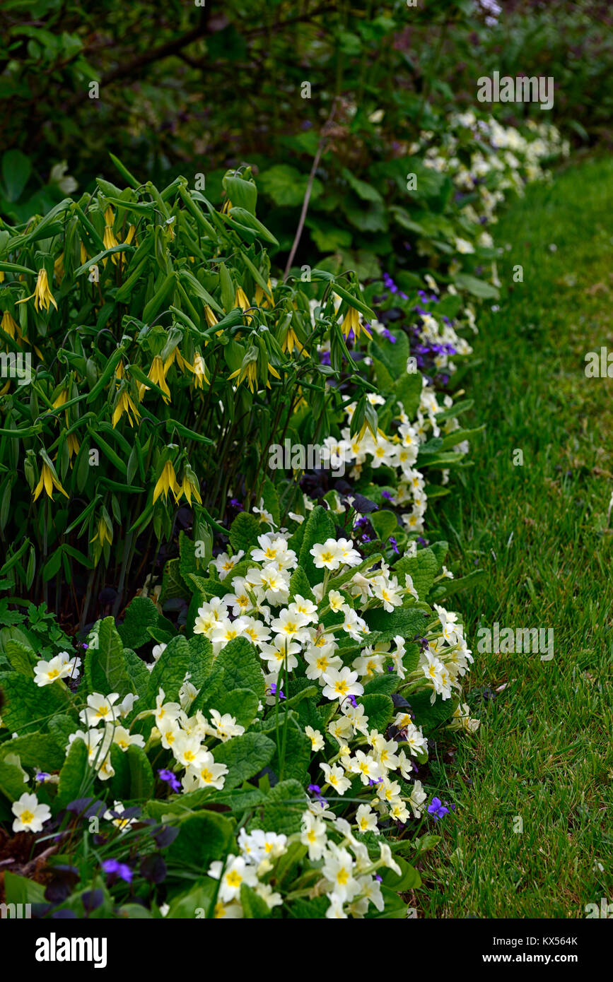 Uvularia grandiflora,primula vulgaris,Viola odorata,large-flowered bellwort,merrybells,yellow,flower,flowers,flowering,spring,shade,shady,shaded,wood, Stock Photo