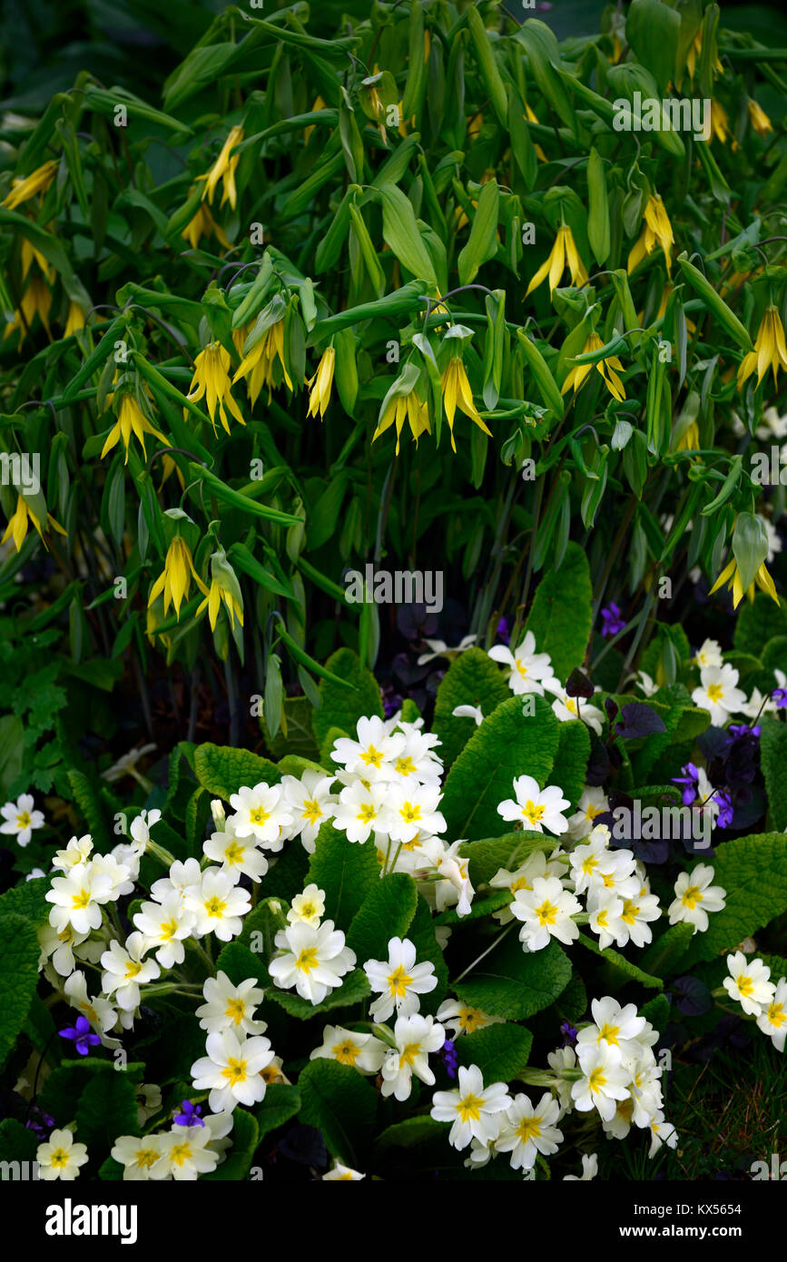 Uvularia grandiflora,primula vulgaris,Viola odorata large-flowered bellwort,merrybells,yellow,flower,flowers,flowering,spring,shade,shady,shaded,wood, Stock Photo