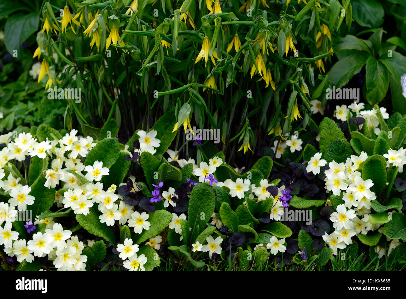 Uvularia grandiflora,primula vulgaris,Viola odorata large-flowered bellwort,merrybells,yellow,flower,flowers,flowering,spring,shade,shady,shaded,wood, Stock Photo