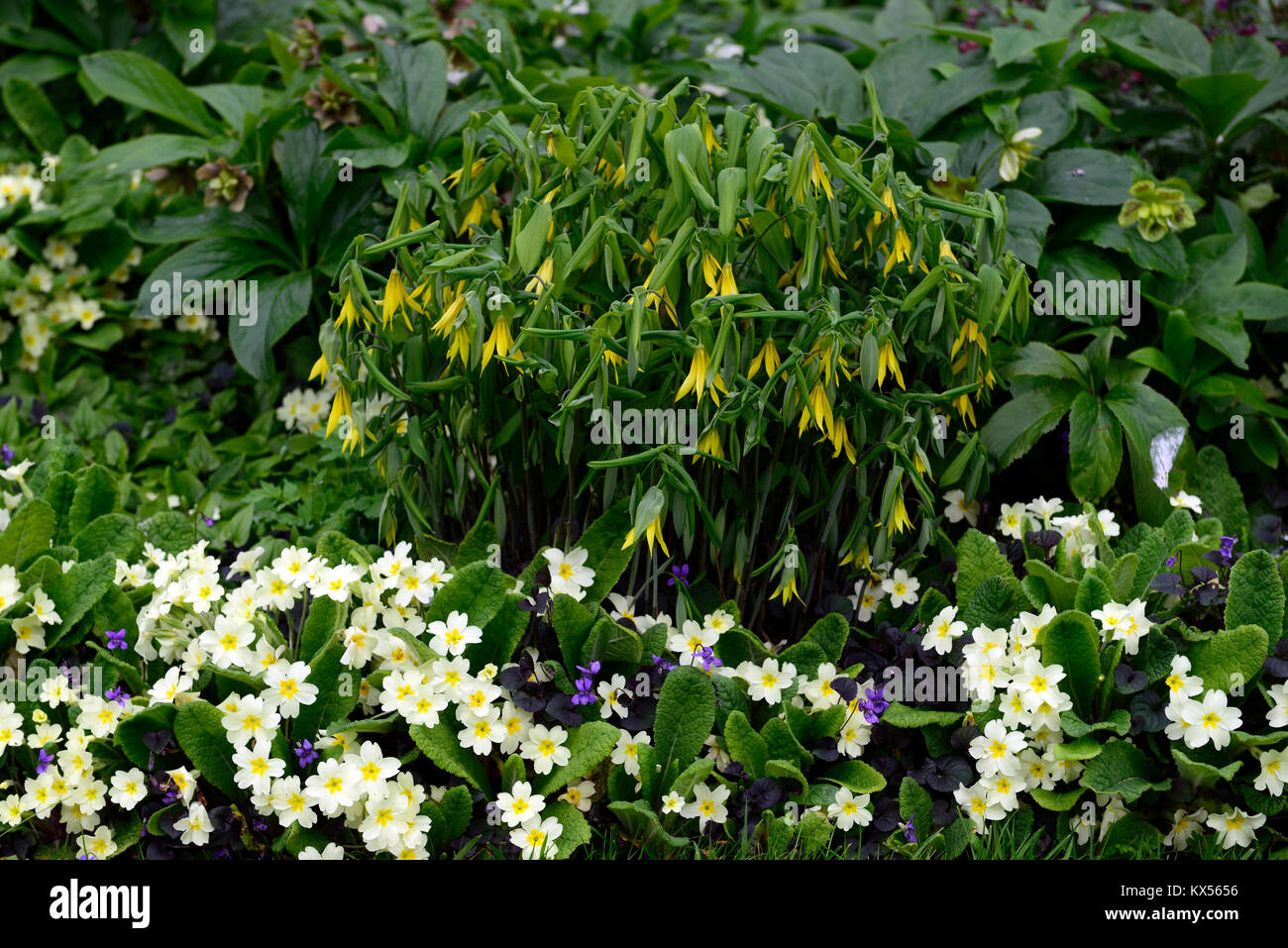 Uvularia grandiflora,primula vulgaris,Viola odorata large-flowered bellwort,merrybells,yellow,flower,flowers,flowering,spring,shade,shady,shaded,wood, Stock Photo