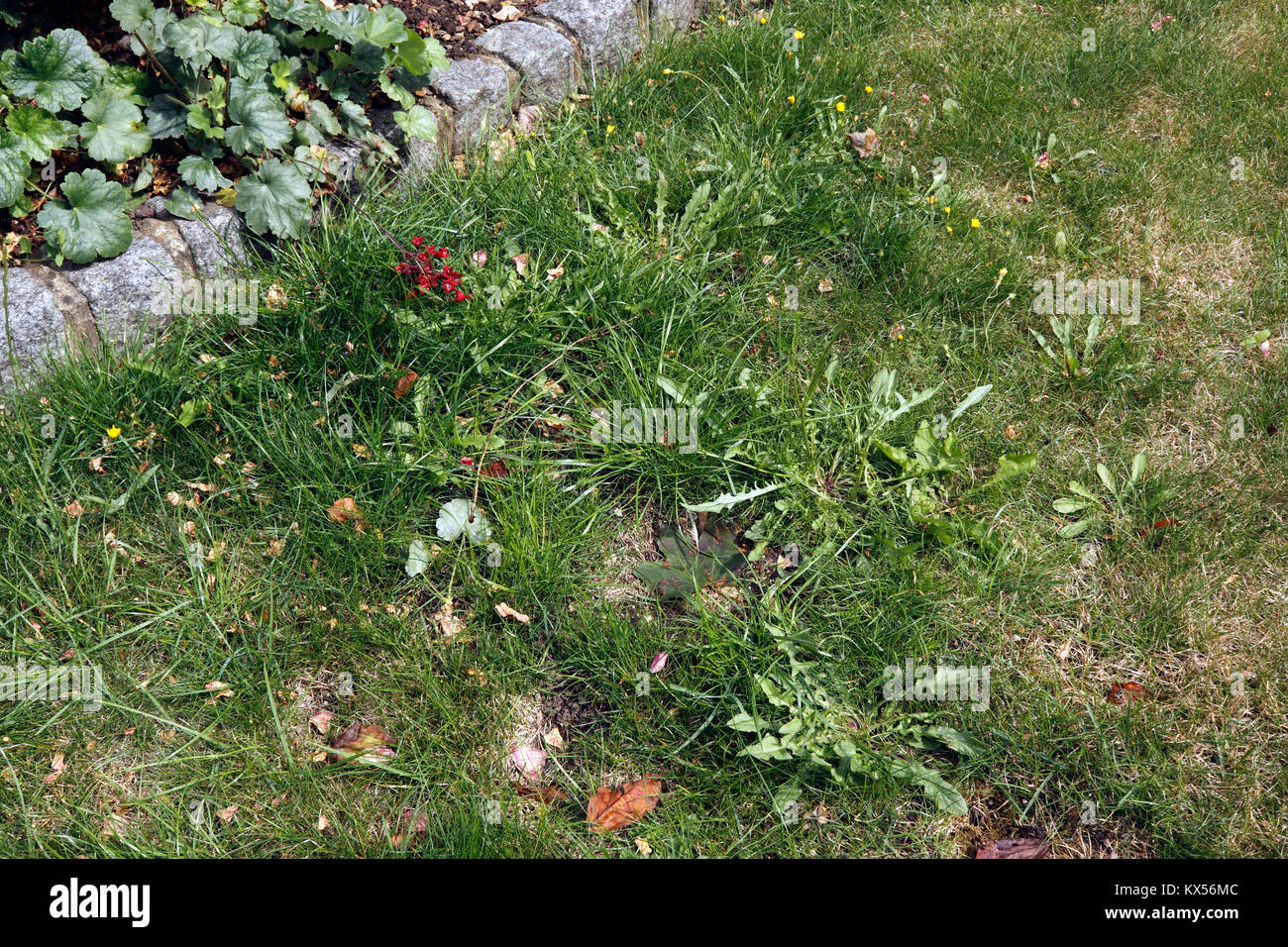 SUMMER LAWN WEEDS Stock Photo