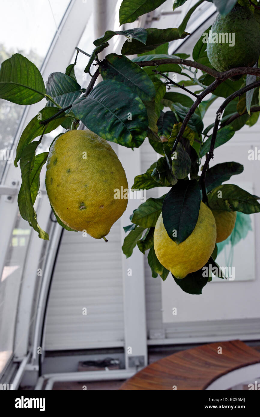 CITRUS MEDICA. CITRON. LEMON. Stock Photo