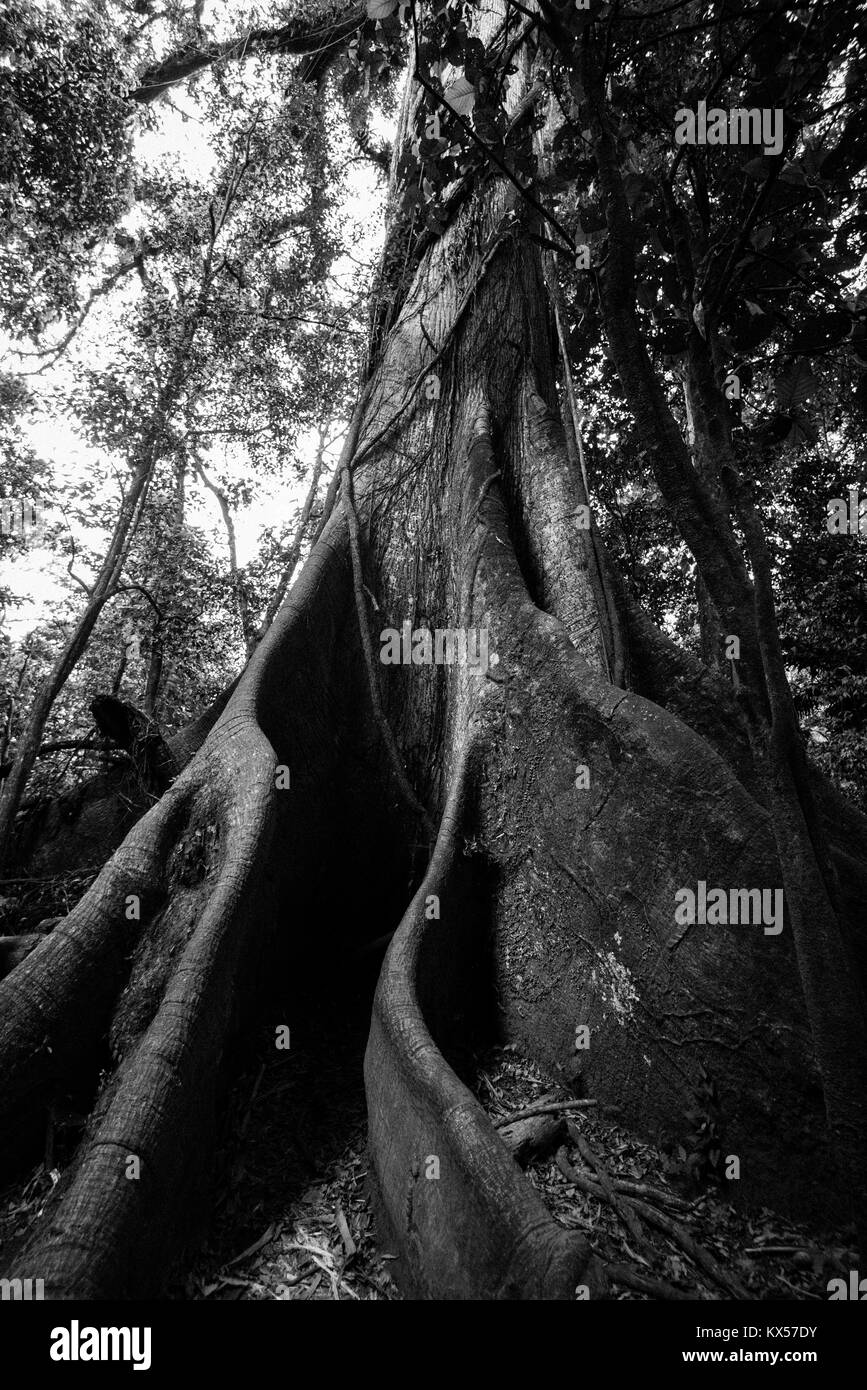 Kapok tree (Ceiba pentandra) in the tropical rain forest, Arenal