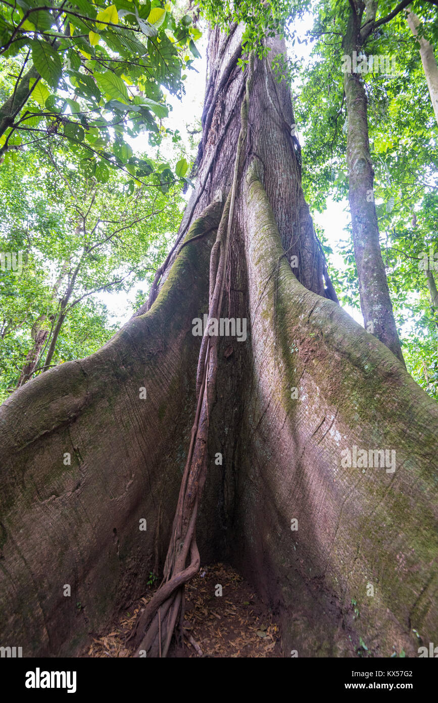 Kapok tree (Ceiba pentandra) in the tropical rain forest, Arenal Volcano National Park, Alajuela