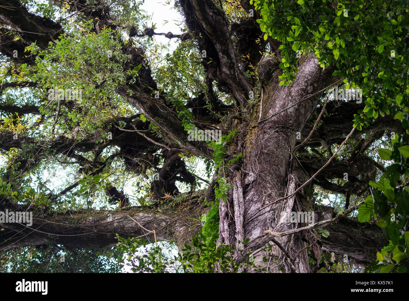 Kapok tree (Ceiba pentandra) in the tropical rain forest, Arenal Volcano National Park, Alajuela
