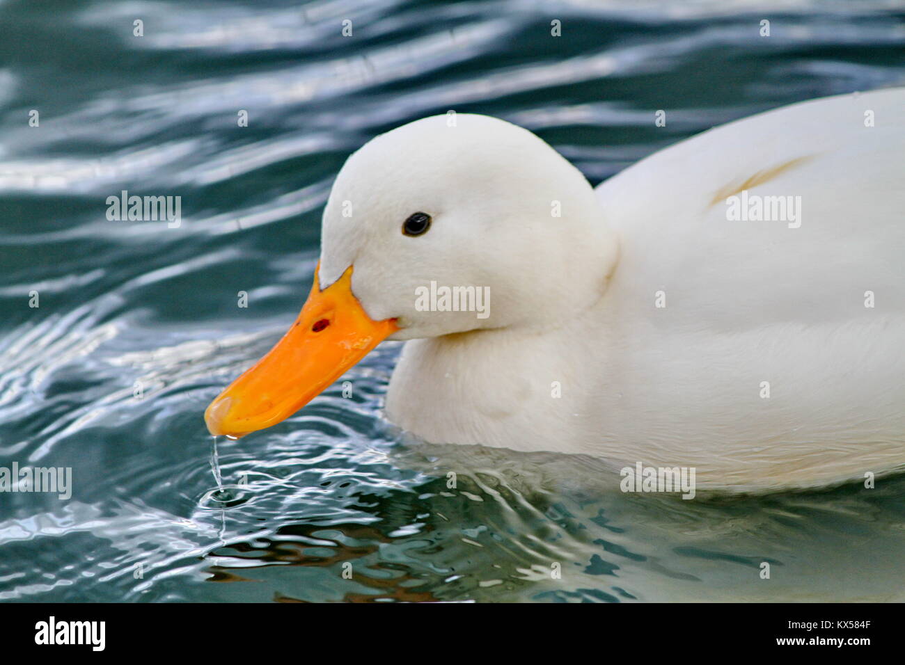 Peking duck on the water eating Stock Photo Alamy