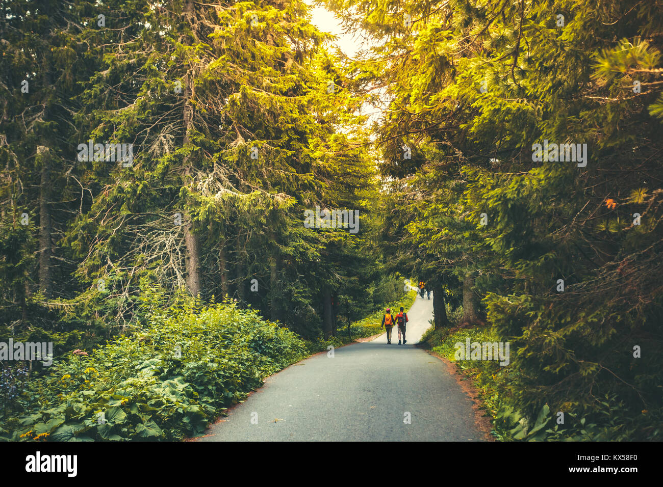 Hiking people walking holding hands in beautiful autumn forest. Asphalt park road between gorgeous pine trees in sunset soft light. Outdoor active lei Stock Photo
