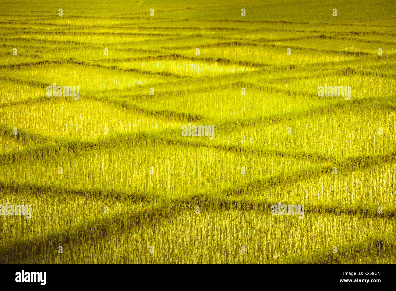 Yellow green wheat fields with the crossing rows looking like ...