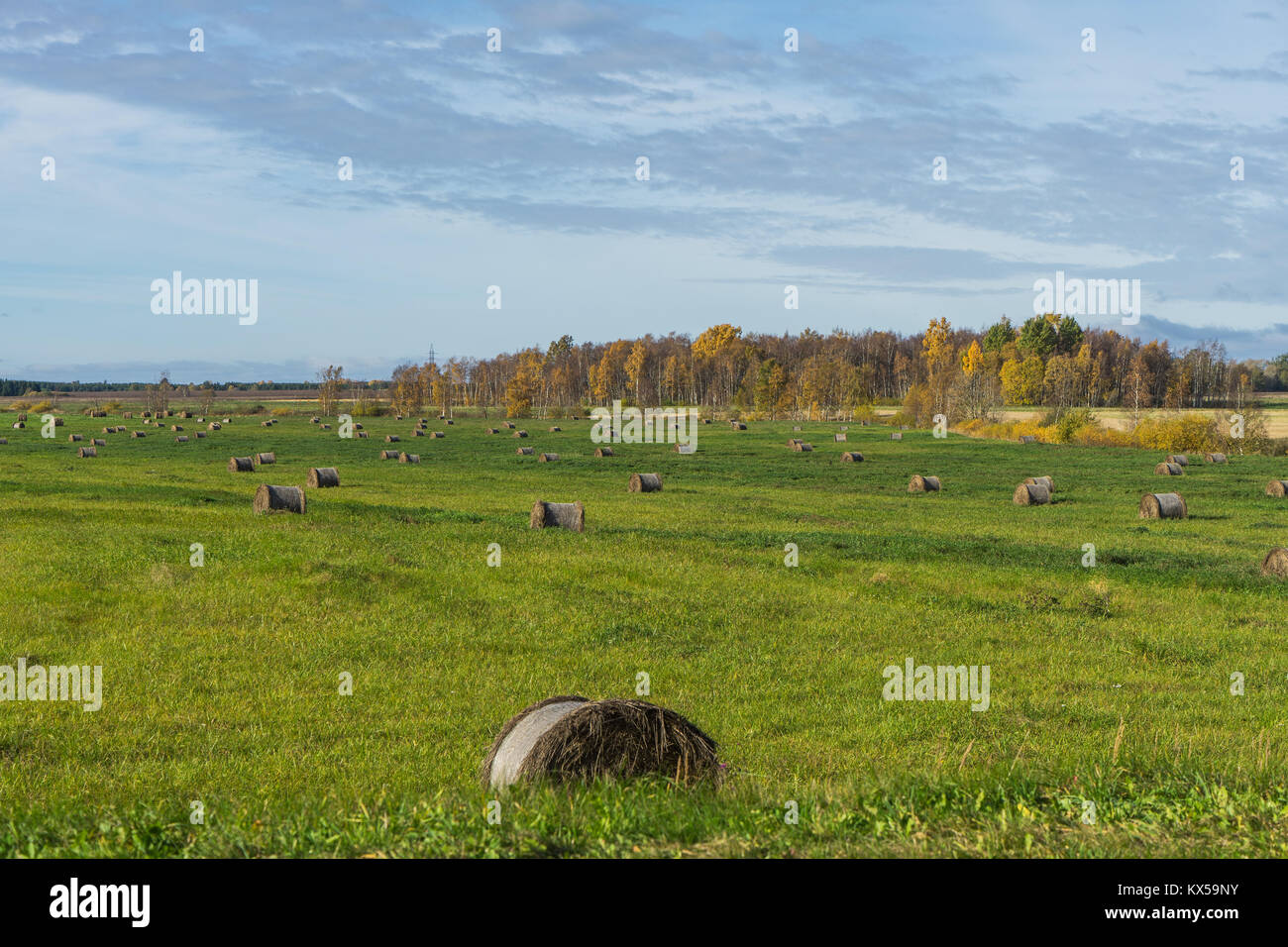 Landscape with straw bales Stock Photo - Alamy