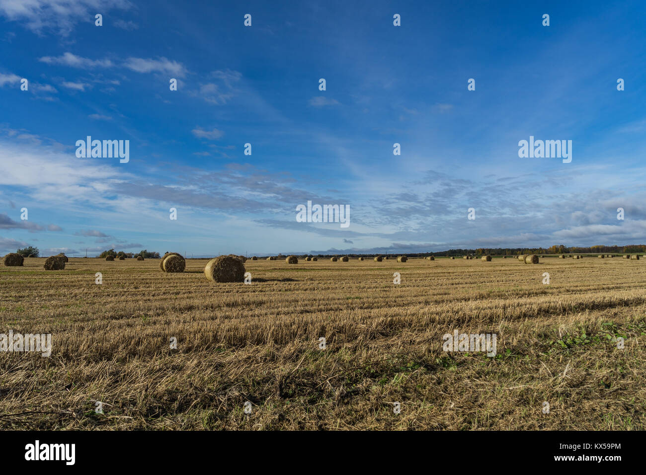Landscape with straw bales Stock Photo - Alamy