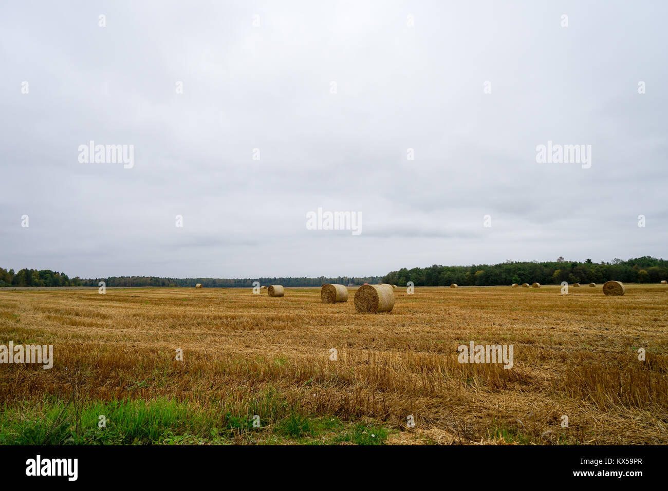 Landscape with straw bales Stock Photo - Alamy