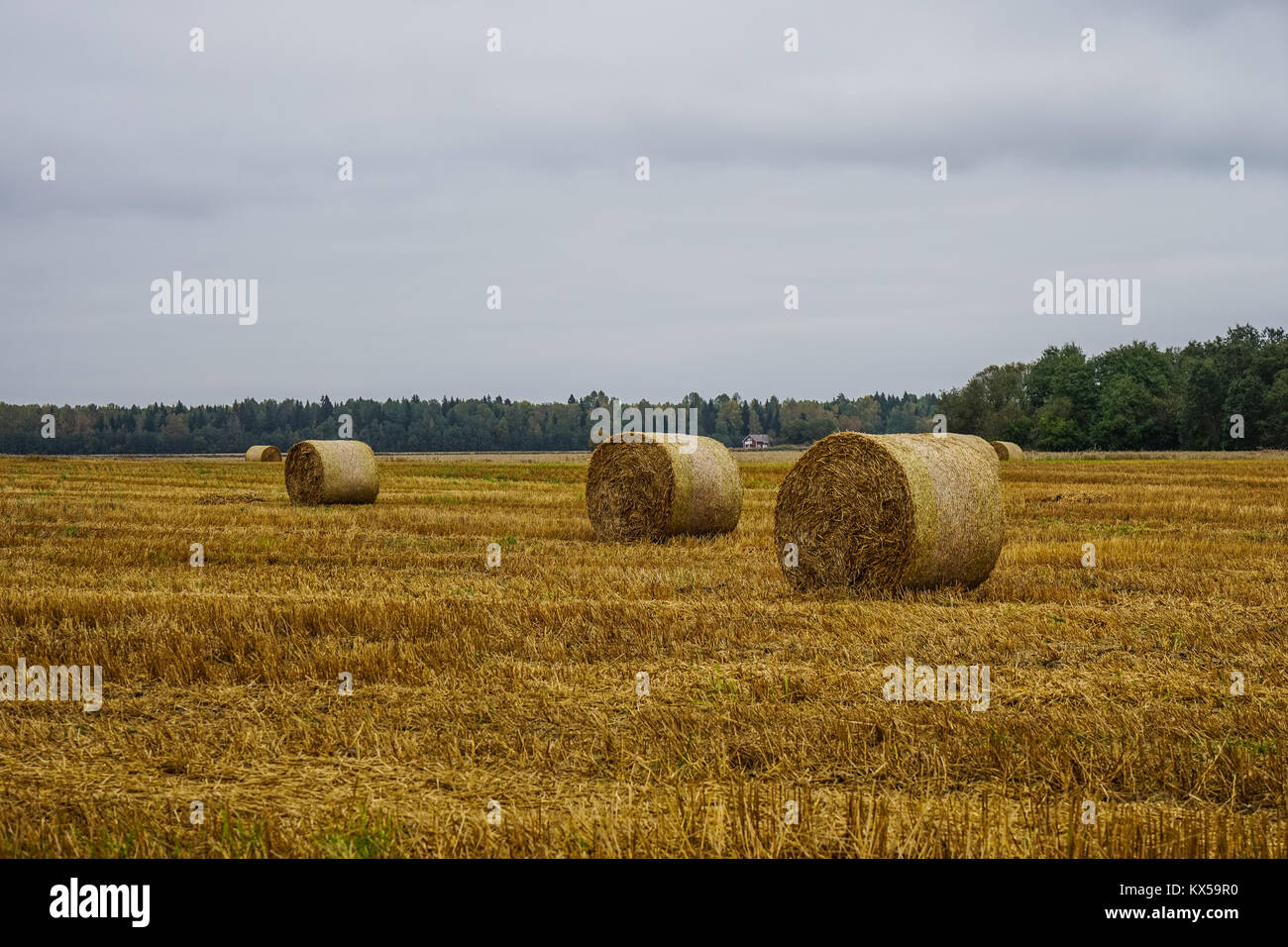 Landscape with straw bales Stock Photo - Alamy