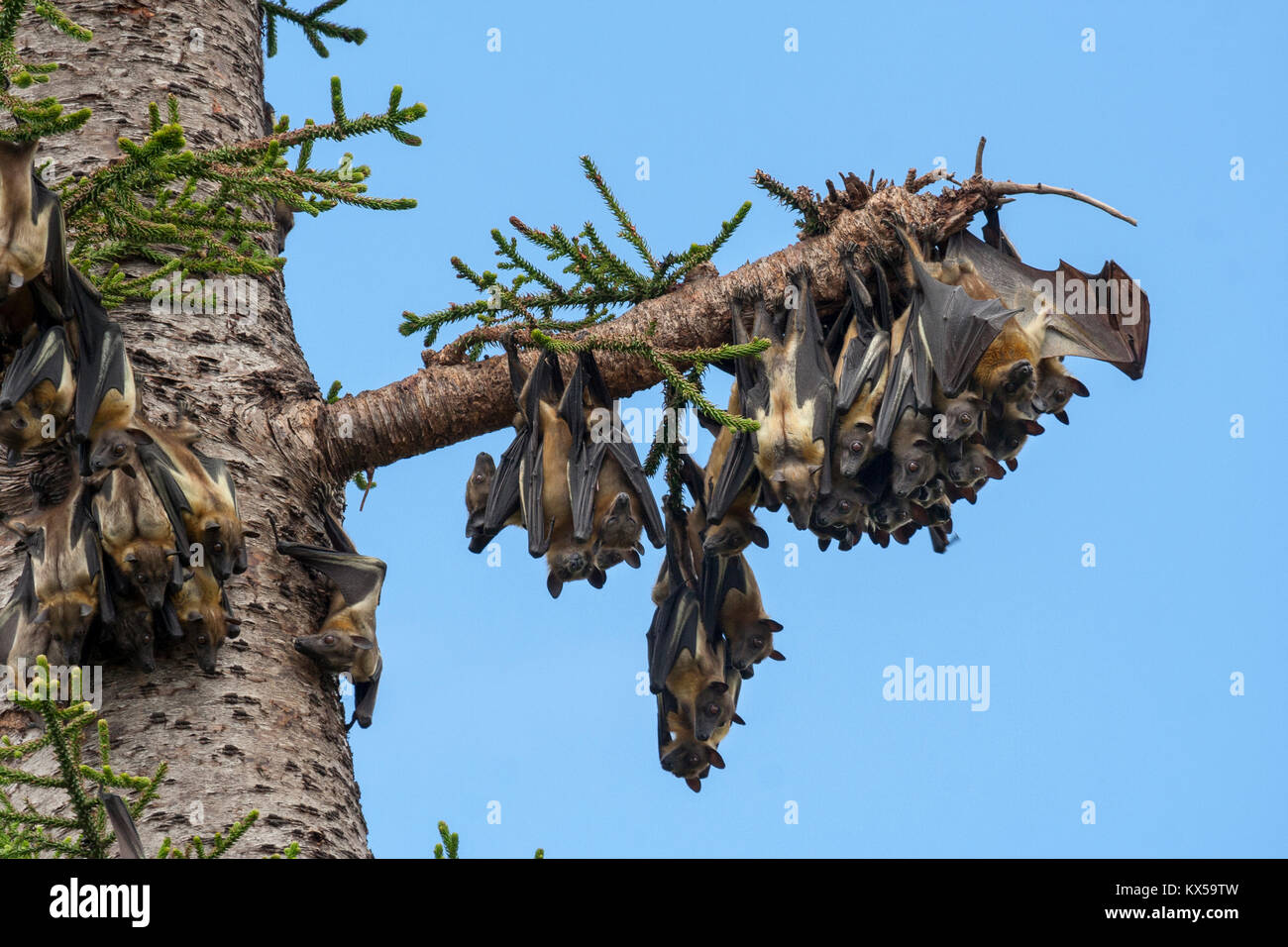 A colony of strawcolored fruit bats (Eidolon helvum) in a tree