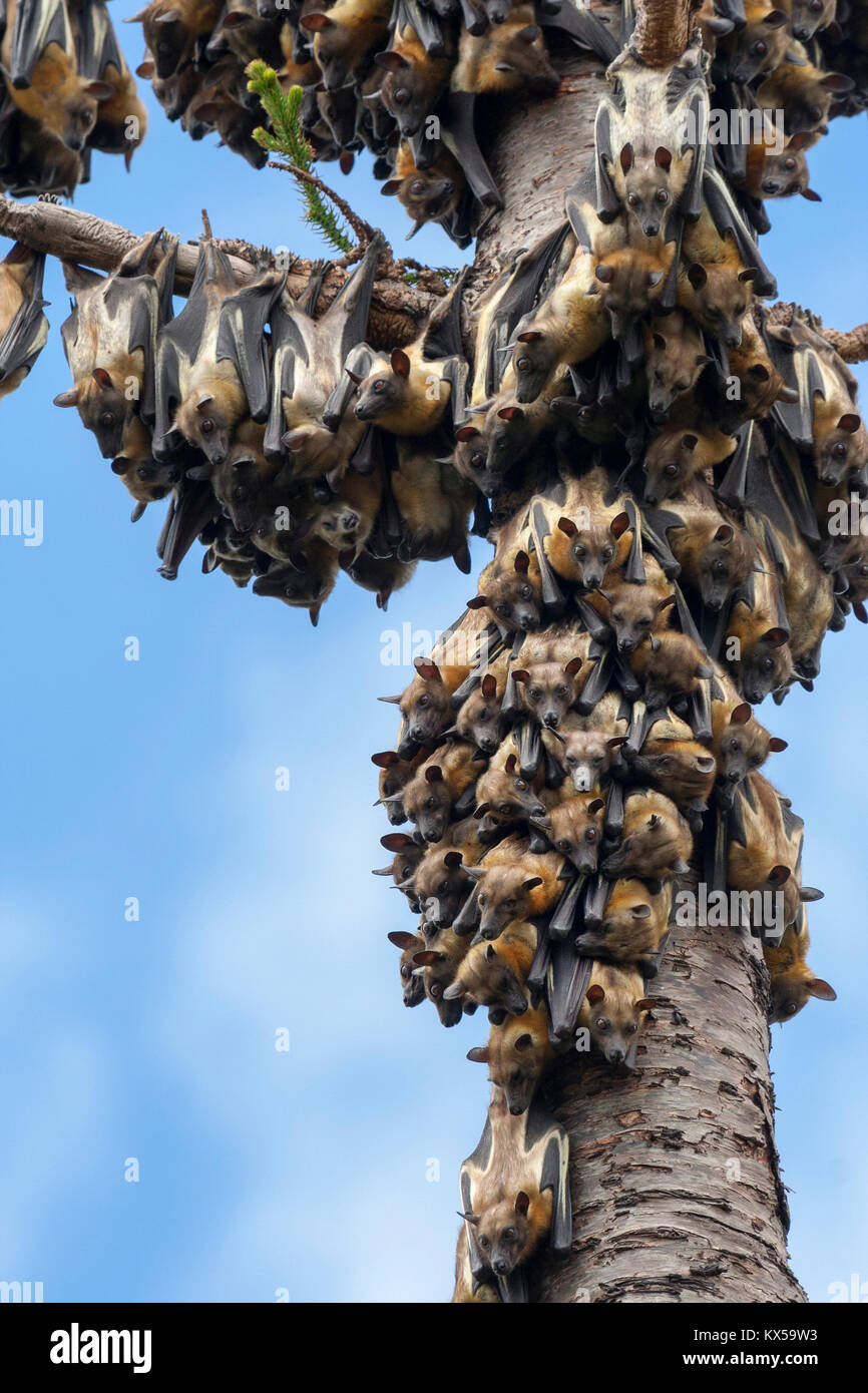 A colony of strawcolored fruit bats (Eidolon helvum) in a tree