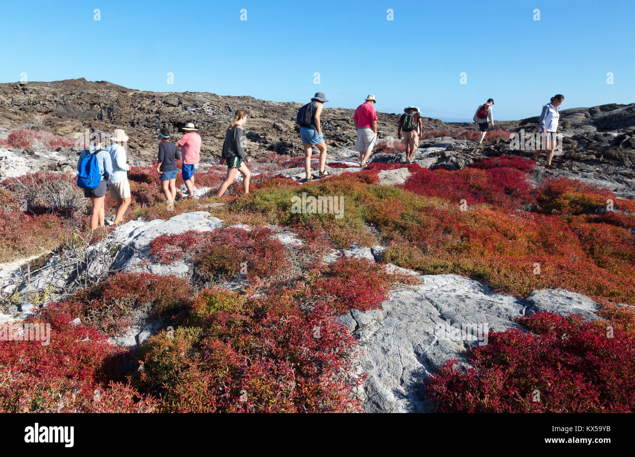 Tourists walking on Chinese Hat island amonst the colourful Galapagos Carpet Weed, Chinese Hat Island, Galapagos Islands Ecuador South America Stock Photo