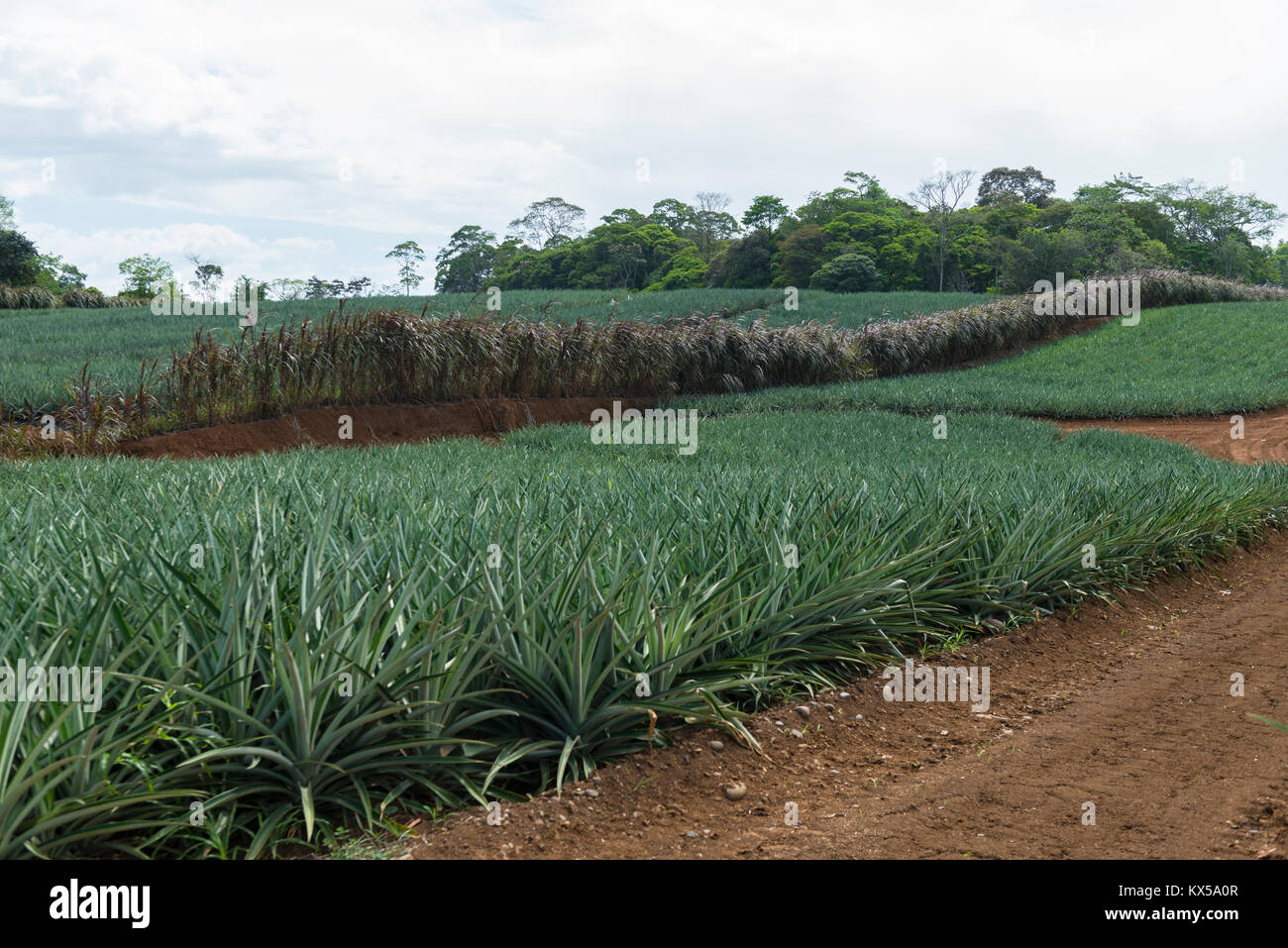 Pineapple (pineapple comosus), pineapple field, near Pital, Costa Rica Stock Photo Alamy