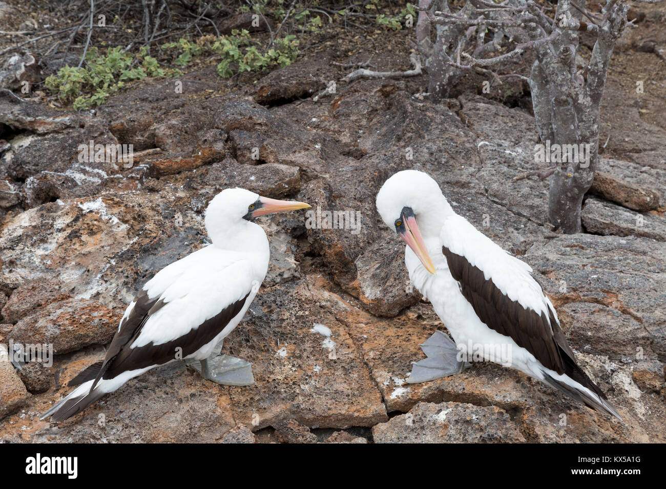 Nesting Nazca Booby pair ( Sula granti  ), Genovesa Island, Galapagos Islands Ecuador South America Stock Photo