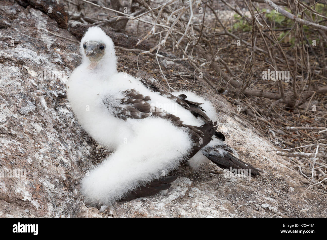 Nazca Booby chick (  Sula granti ), Genovesa Island, Galapagos Islands Ecuador South America Stock Photo