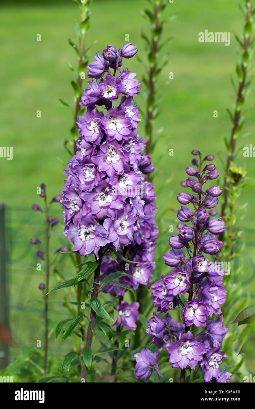 Purple Delphinium Flower in Garden Stock Photo