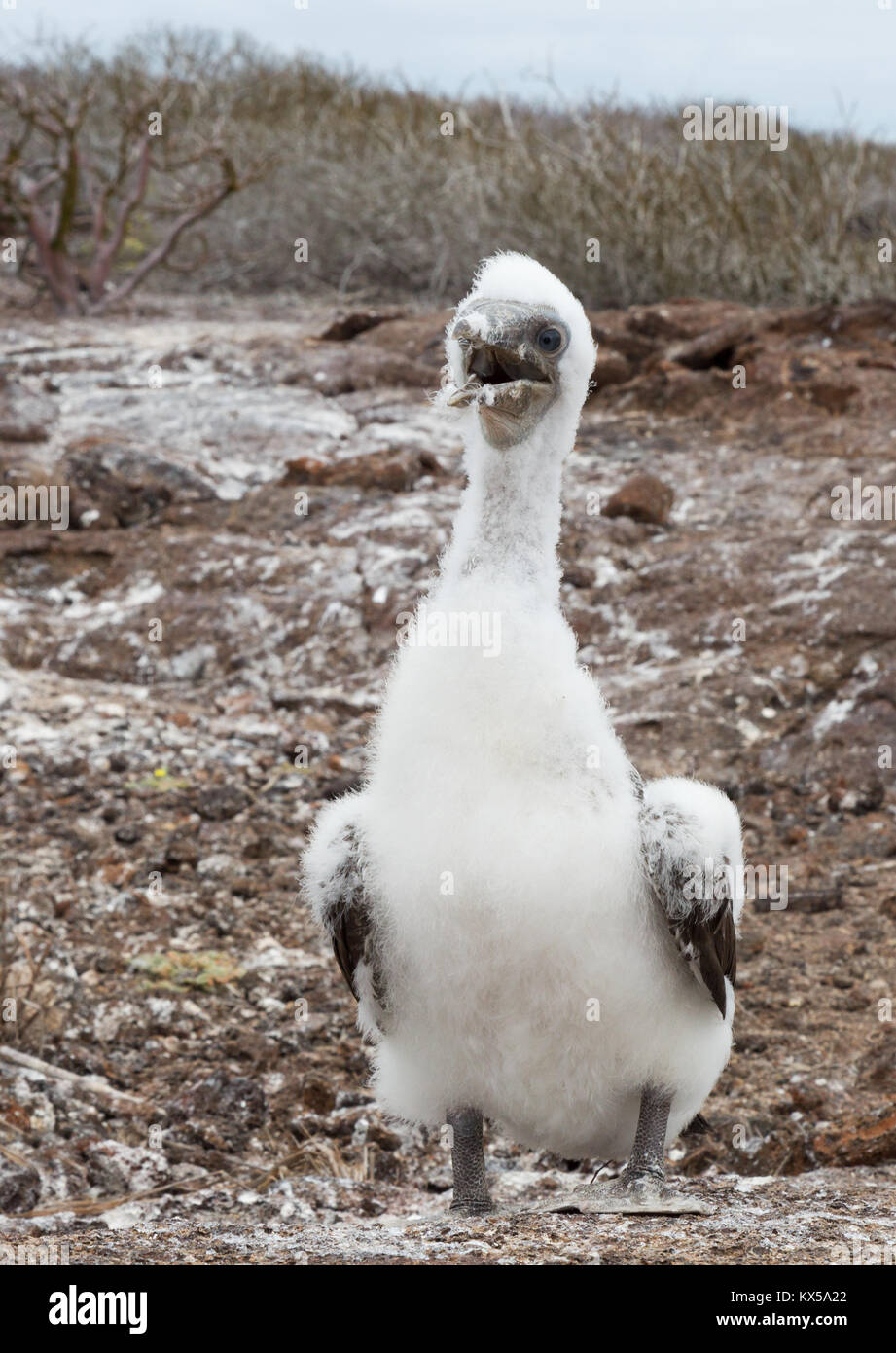 Nazca Booby chick (  Sula granti ), Genovesa Island, Galapagos Islands Ecuador South America Stock Photo