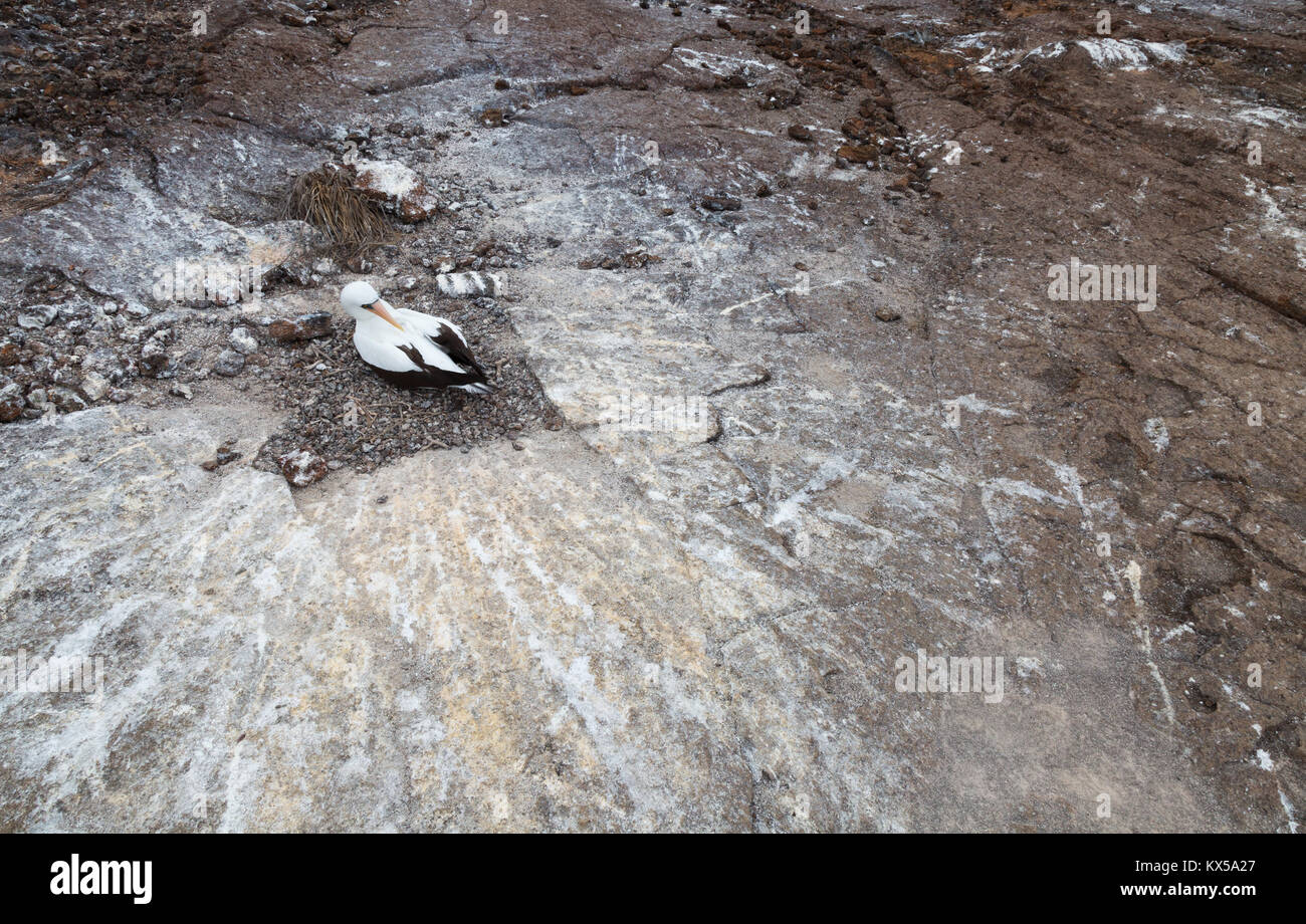 Nazca Booby, Genovesa Island, Galapagos Islands Ecuador South America Stock Photo