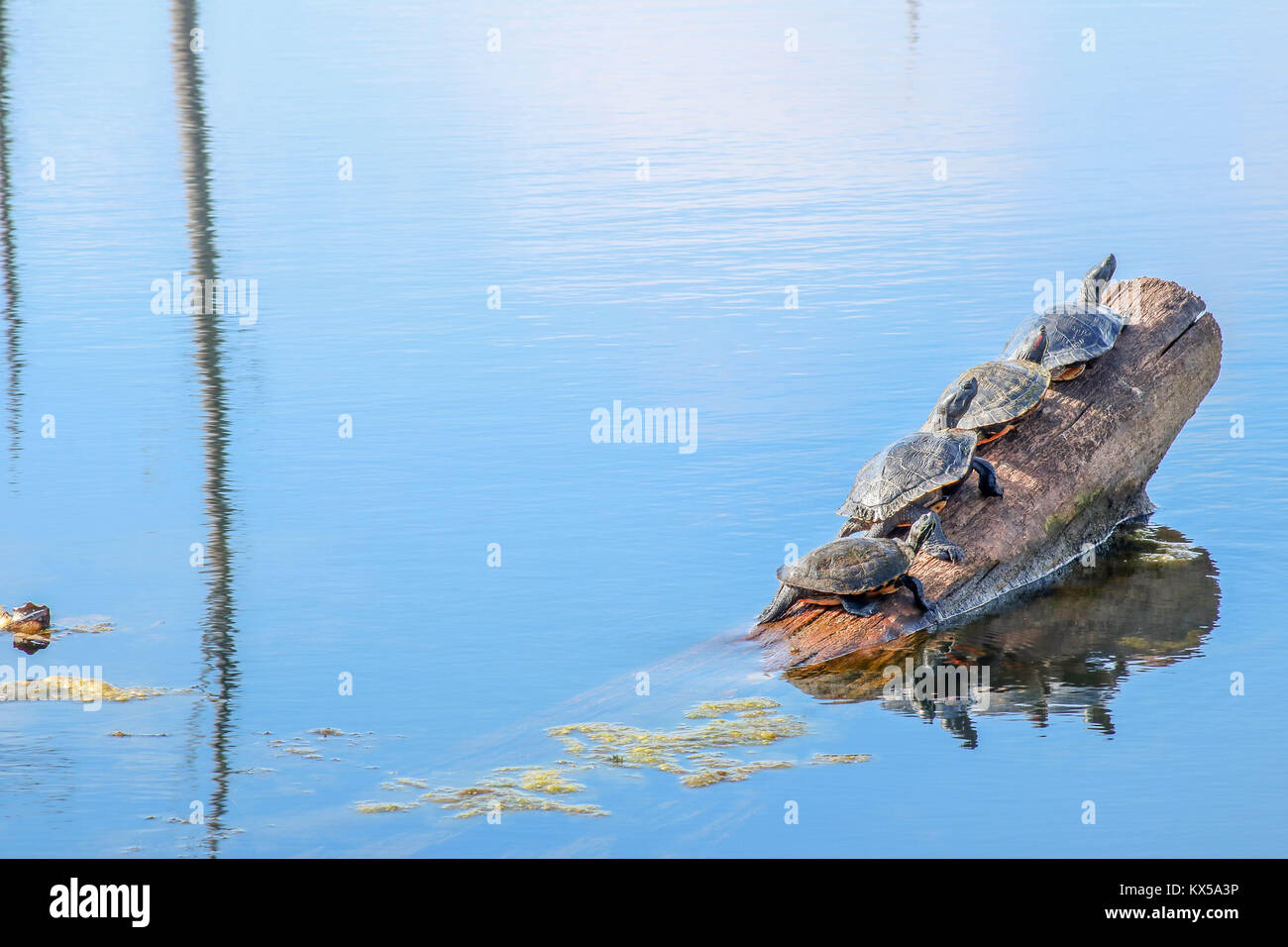 Snapping Turtles on a log in bayou in Monroe, Louisiana Stock Photo