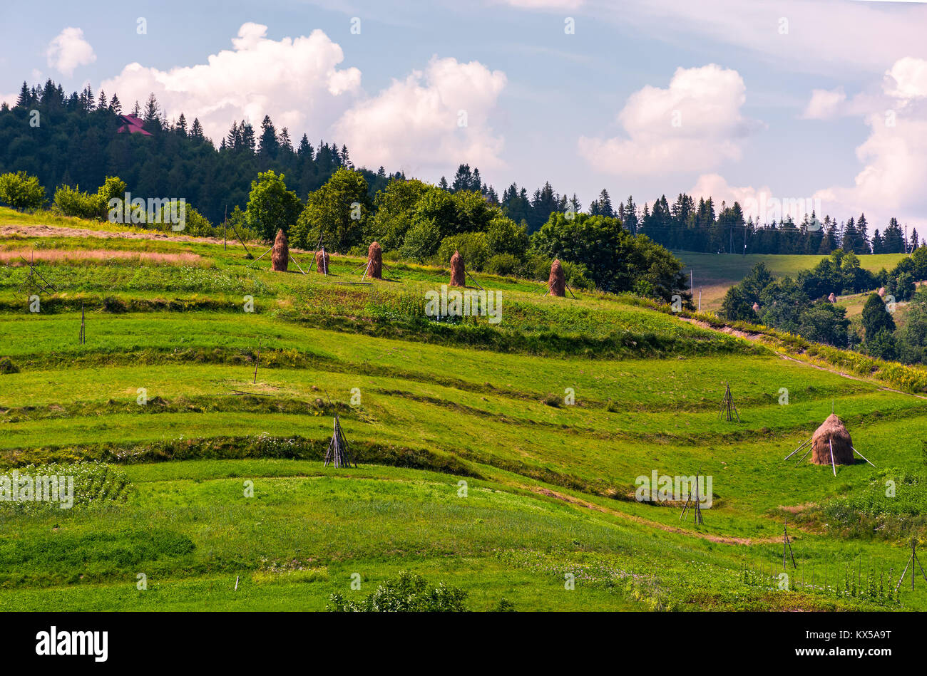 haystacks on grassy slopes in rural area. lovely agricultural scenery in summertime Stock Photo