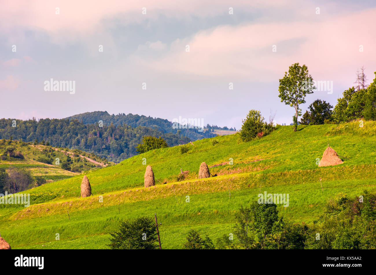 haystacks on grassy slopes in rural area. lovely agricultural scenery in summertime Stock Photo