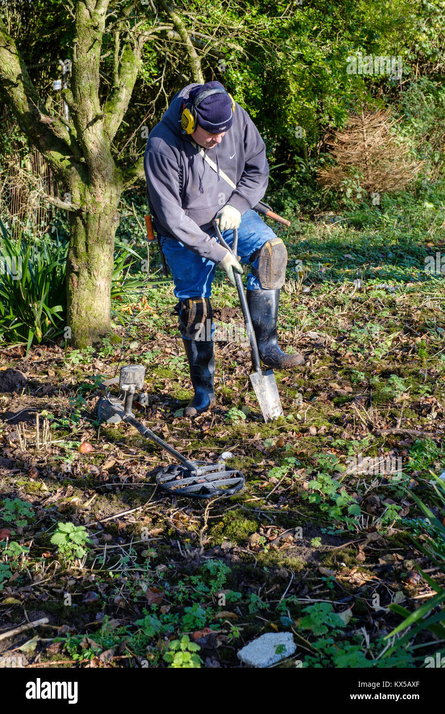 MAN DIGGING WHILE METAL DETECTING IN OLD ORCHARD. UK Stock Photo