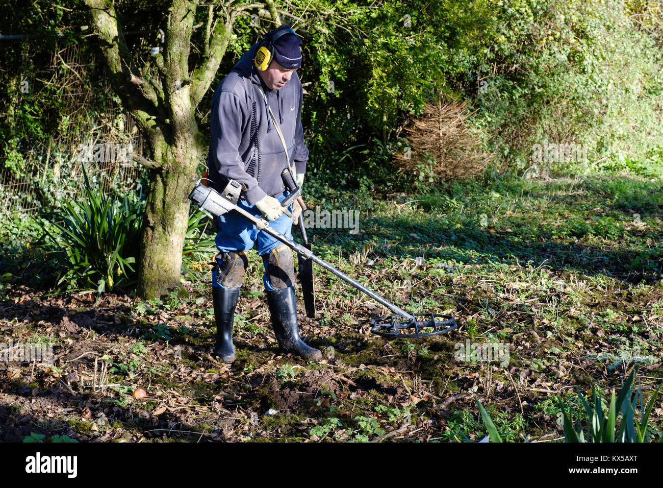 MAN METAL DETECTING WITH METAL DETECTING EQUIPMENT  IN OLD ORCHARD. UK Stock Photo