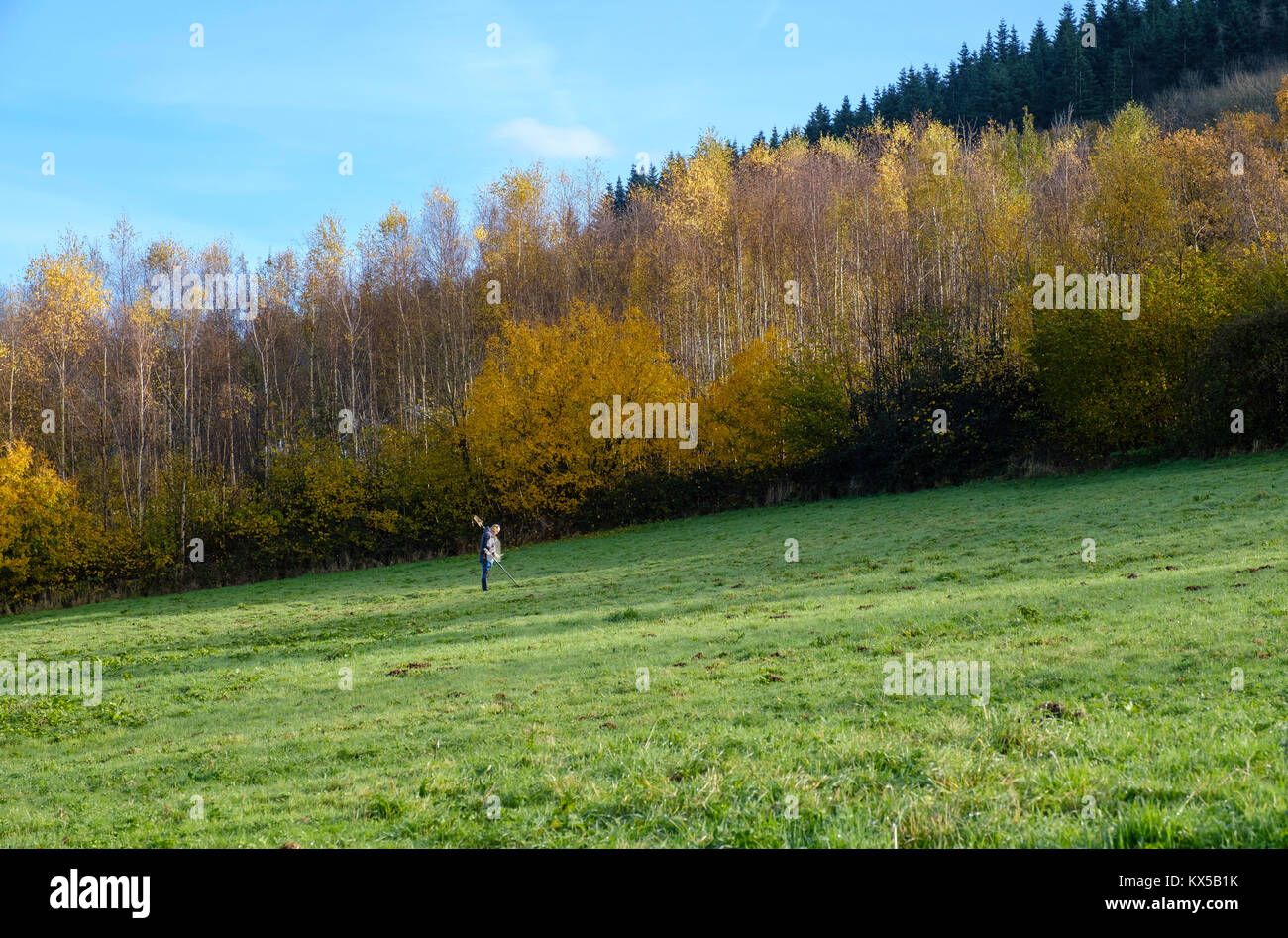 METAL DETECTING IN AUTUMN ON ARCHAEOLOGICAL SITE. Stock Photo