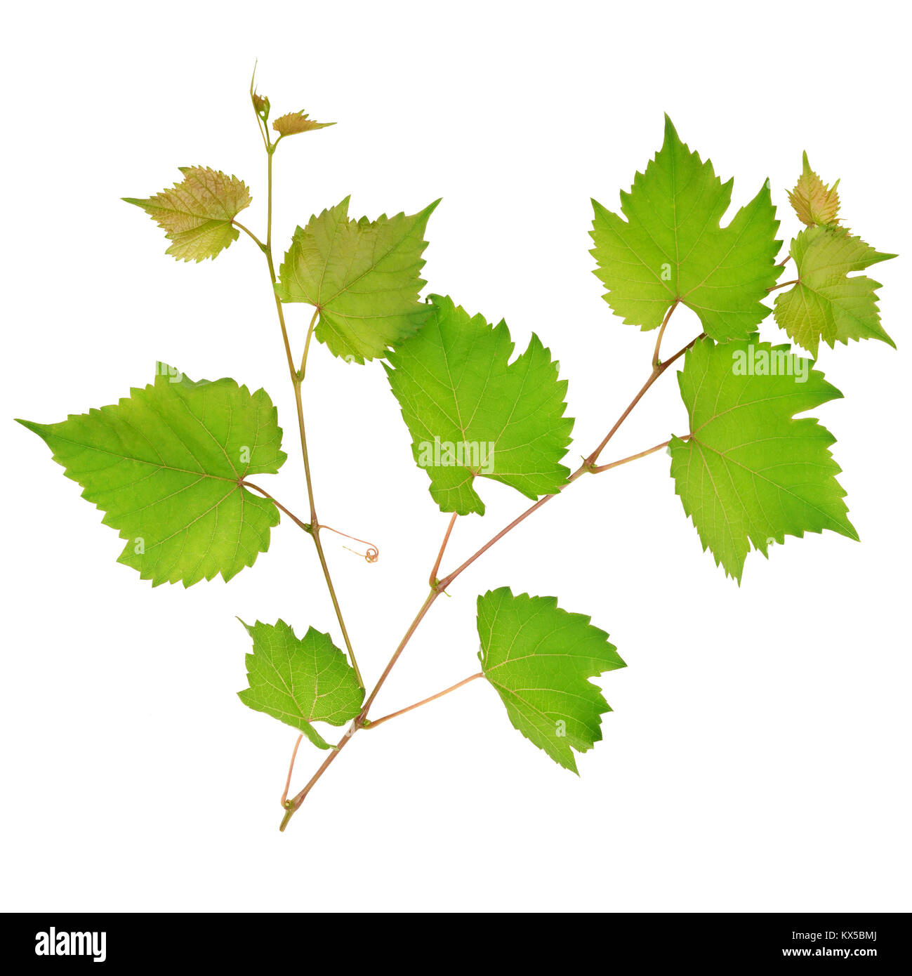 Grape leaves isolated on white background Stock Photo - Alamy