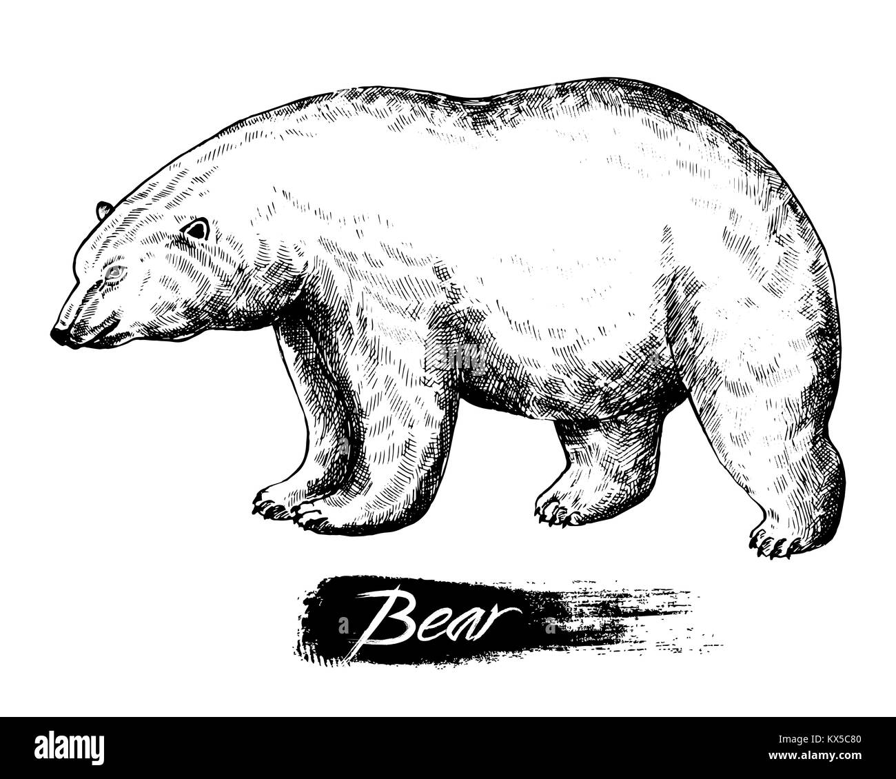 Hand drawn sketch style polar bear. Vector illustration isolated on white background. Stock Vector