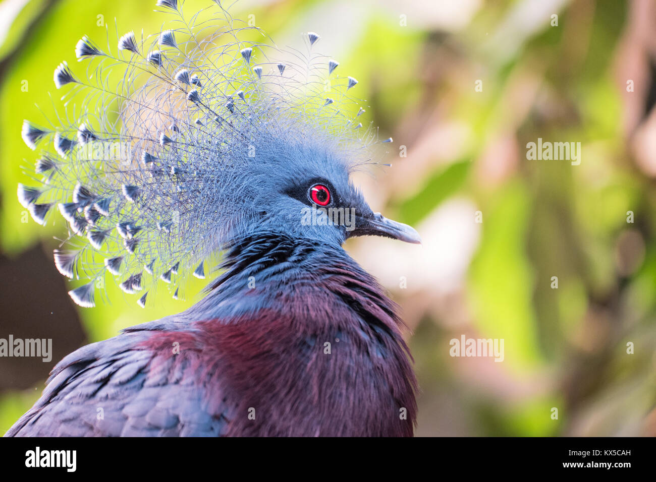 Victoria Crowned Pigeon,portrait Stock Photo - Alamy